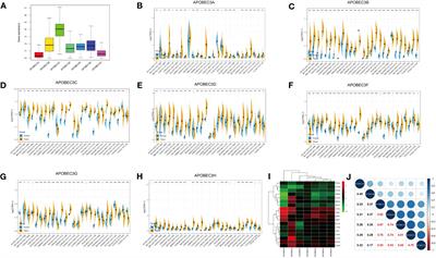 The role of APOBEC3C in modulating the tumor microenvironment and stemness properties of glioma: evidence from pancancer analysis